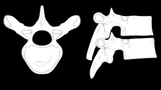 Vertebral landmarks [upl. by Ellinger]