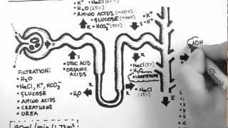 Nephron Function [upl. by Ainoet275]