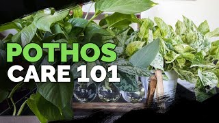 Pothos Care 101 Is This the Easiest Houseplant to Care For [upl. by Suedama]