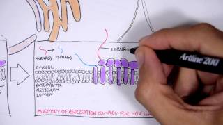 Microbiology  Hepatitis C Virus [upl. by Powers]