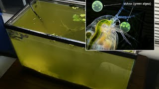 Raising Daphnia for the Freshwater Aquarium [upl. by Scheers]