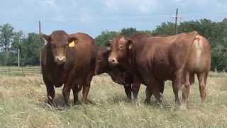 Beefmaster Bulls quotThe Best of Both Worldsquot [upl. by Michelina]