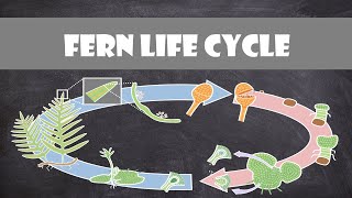 Fern Life Cycle  Plant Biology [upl. by Yelrac]