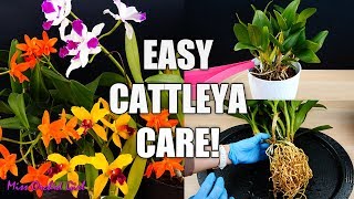 How to Care for Cattleya Orchids  Watering Repotting Reblooming amp more Orchid Care for Beginners [upl. by Sima498]