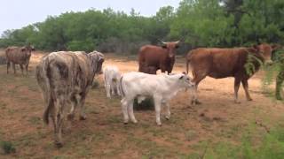 Beefmaster cross cows Brahman Calves and the yearlings heifers out of these cows [upl. by Icyac]