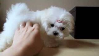 Teacup Maltese Puppy [upl. by Roye100]