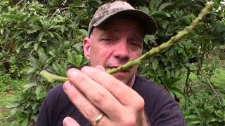 How to Graft Onto a Mature Avocado Tree [upl. by Wilscam582]