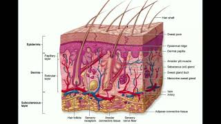 The Integumentary System  The Dermis amp Hypodermis [upl. by Tristram]