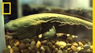 Snot Otters aka Hellbenders Slipping Away  National Geographic [upl. by Okim]