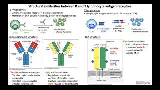 Lecture 4a Lymphocyte Antigen Receptors [upl. by Tu]