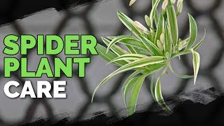 Spider Plant Care How To Grow Chlorophytum Comosum [upl. by Htelimay]