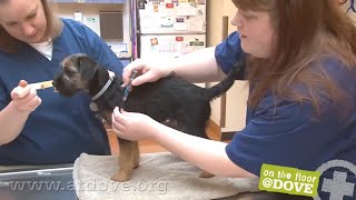 How to Administer Vaccines to Canine Patients [upl. by Bengt]