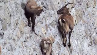 Alpine Ibex goats climbing walls  National Geo Graphic [upl. by Ecnatsnok]