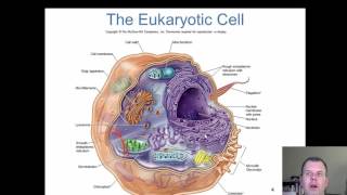 Chapter 5  The Eukaryotes [upl. by Nafis205]