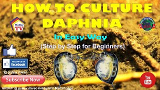 HOW TO CULTURE DAPHNIA In Easy Way [upl. by Mariska319]