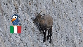 Lago di Cingino  die weltberühmten Steinböcke in der Staumauer Piemont  Alpen [upl. by Naivat]