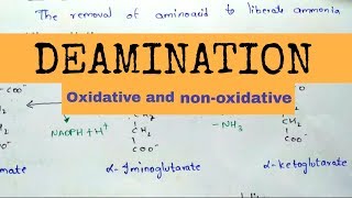 Deamination  Oxidative and nonoxidative deamination [upl. by Suired]