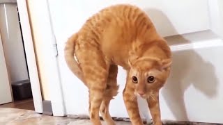 Funny Scaredy Cats Compilation  READ DESCRIPTION 👇🔥 [upl. by Abelard]