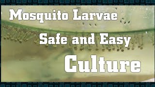 How to culture mosquito larvae  Safe and Easy [upl. by Deanna908]