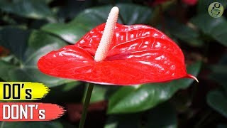 ANTHURIUM PLANT CARE TIPS – INDOOR FLOWERING PLANT [upl. by Lihka]