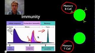 The Immune System [upl. by Nakre]