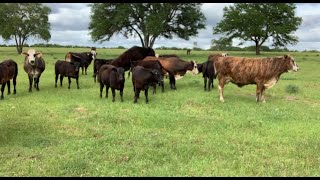 RAISING BEEF CATTLE FOR BEGINNERS – Why Raise Beef Cattle [upl. by Swamy]