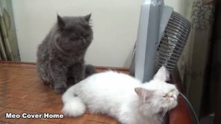 Cats Mating for the first time Cats on heat How Cats mate [upl. by Riess575]