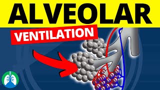 Alveolar Ventilation Medical Definition  Quick Explanation [upl. by Melburn]