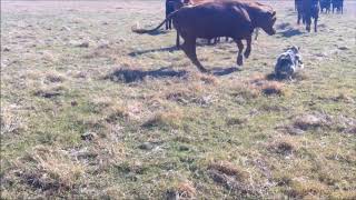 Australian Shepherd working cattle [upl. by Nosral]