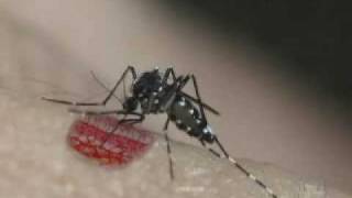 Aedes aegypti and Aedes albopictus  A Threat in the Tropics  PART 1 [upl. by Greeson249]