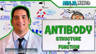 Immunology  Antibody Structure amp Function [upl. by Notlaw]