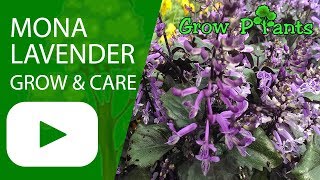 Mona Lavender  grow amp care Plectranthus [upl. by Ynottirb432]