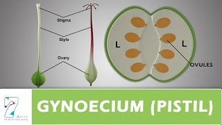 GYNOECIUM or PISTIL [upl. by Ylrad]